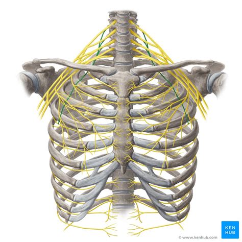 Long Thoracic Nerve Origin Course And Function Kenhub