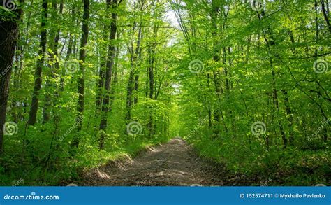 Spring Deciduous Forest With Green Trees Grass And Flowering Bushes