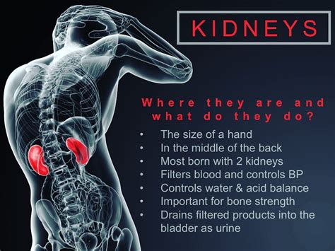 What Are The Kidneys All About Causes Of Kidney Disease Disease