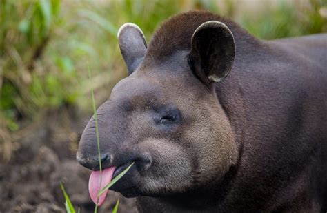 Top 10 Iconic Amazon Rainforest Animals Animals Recuse
