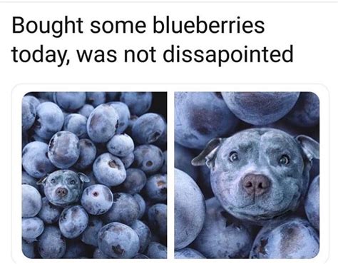 Pin By Justin Edwards On A Blue Staffy Pics Funny Memes