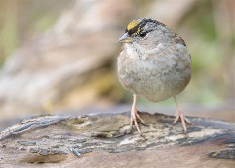 Golden Crowned Sparrow Idaho Birds