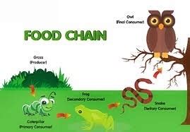 A food web shows how two food chains are connected. Functions of Ecosystem (PDF): Food Chain, Food Web ...