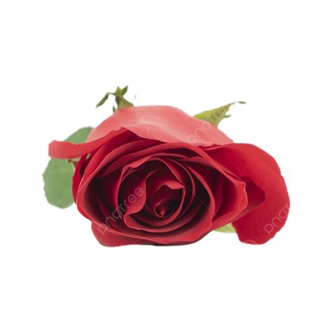 รูปดอกกุหลาบสีแดงสดแสนโรแมนติกกำลังเบ่งบาน Png รัก ดอกไม้ ใบสีแดง