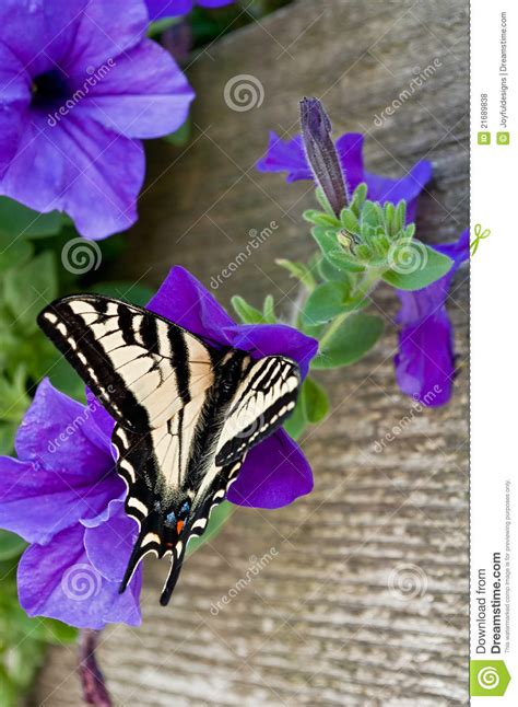 Farfalla Orientale Della Coda Dello Swallow Della Tigre Fotografia