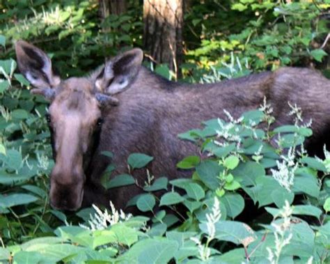 Photos Facts And Popular Areas To Spot Adirondack Moose Moose