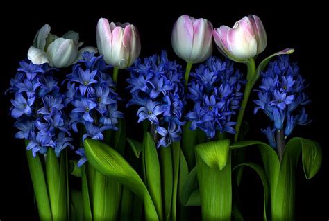 Tulips Flower Desktop Backgrounds