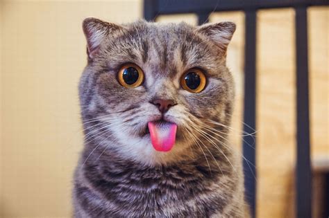 A Cat With An Unusually Long Tongue Has Become An Online Sensation