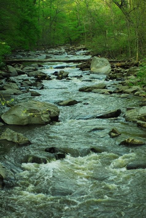 Forest Stream stock image. Image of picturesque, flowing - 4991077