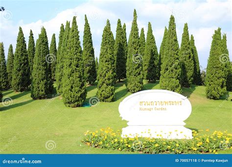 Pine Trees And Grass Editorial Stock Photo Image Of Outdoor 70057118