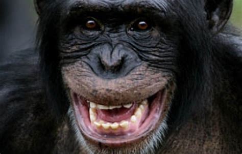 Le Chimpanzé Un Modèle Pour Les Courtiers Le Devoir