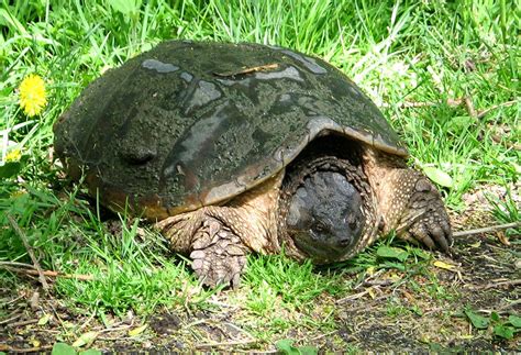 Common Snapping Turtle Chelydra Serpentina Female Looking For Site