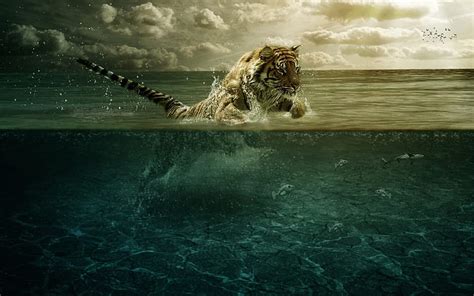1920x1080px Free Download Hd Wallpaper Water Clouds Animals Tigers