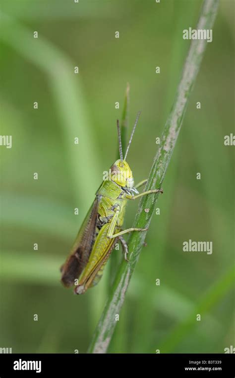 Spiracle Grasshopper Hi Res Stock Photography And Images Alamy