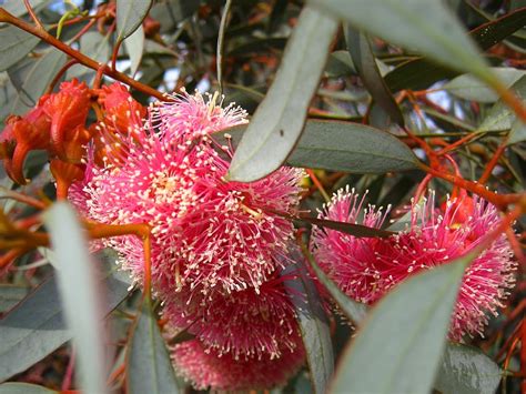 Blossom Bloom Eucalyptus Pink Plant Growth Beauty In Nature