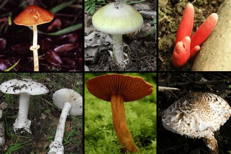 Types Of Poisonous Mushrooms The Worlds 6 Most Deadly