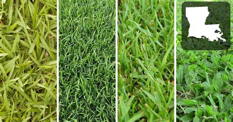The Best Grass Seed For Louisiana Lawns Essential Home And Garden