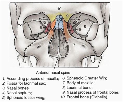 (both right and left lateral. Nasal Fractures | Ento Key