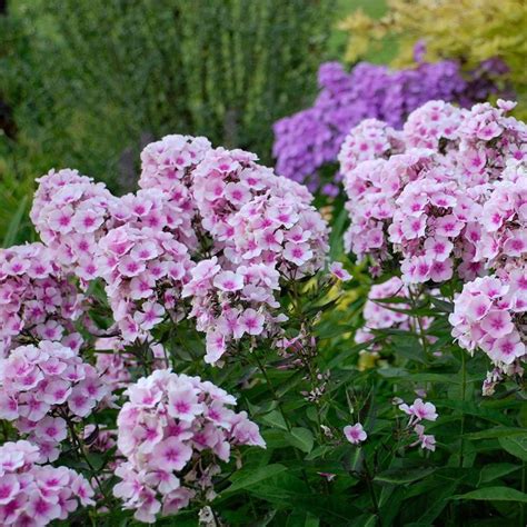 Everything You Need To Know About Phlox Plants For Sale