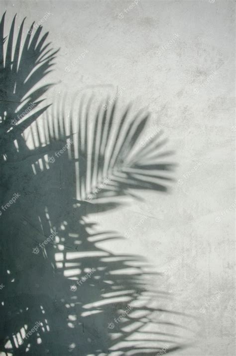 Premium Photo Palm Leaf Shadow On The Wall