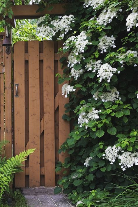 Garden Trellis And Screening Garden Fence Panels And Gates Fast Growing