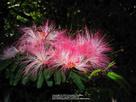 Pink Powderpuff Calliandra Brevipes