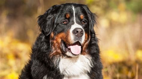 Do Bernese Mountain Dogs Make Good Therapy Dogs