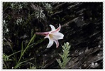旅遊生態攝影》合歡山七月的百合花季 - 廣光的部落格 - udn部落格