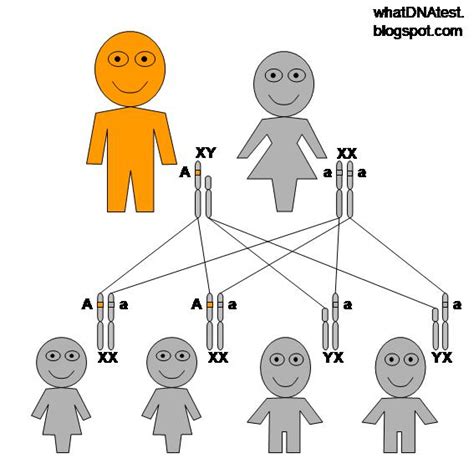 What Dna Test X Linked Recessive Genetic Inheritance Pattern