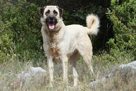 Anatolian Shepherd Dog Breed Information The Dogman