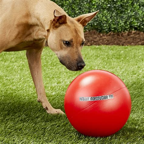 The Virtually Indestructible Ball Dog Toy Color Varies 10 In