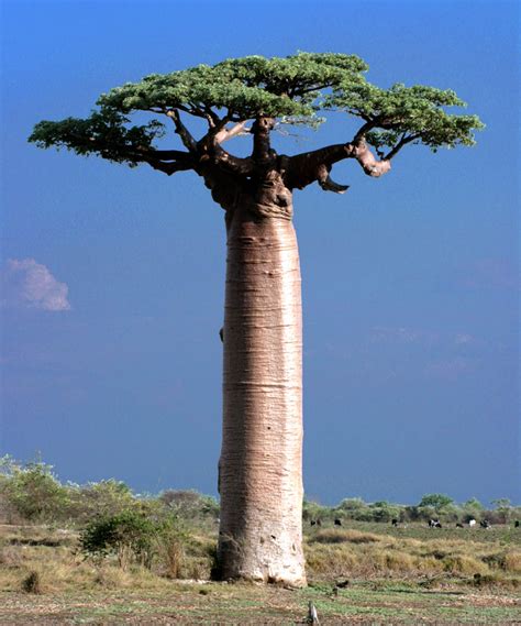 Wild Harvest Pharma Baobab Trees And The Community