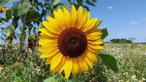 Gratis Afbeeldingen Natuur Bloesem Fabriek Veld Bloeien Zomer