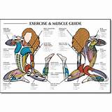 Pictures of Exercises By Muscle