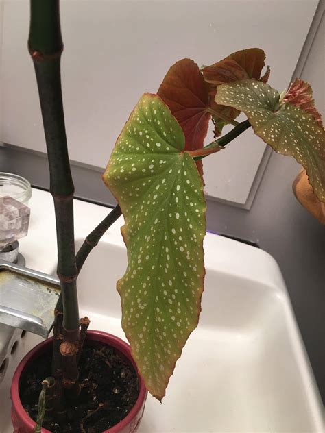 Identification Help Identifying Two Unique House Plants Gardening