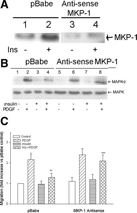 Insulin Inhibits PDGF Directed VSMC Migration Via NO CGMP Increase Of