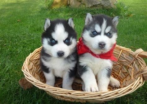 Pagesbusinesseslocal servicepet servicepet breederdog breederpa pooches husky puppies for sale in pa. Siberian Husky price range. How much does a Husky puppy cost?