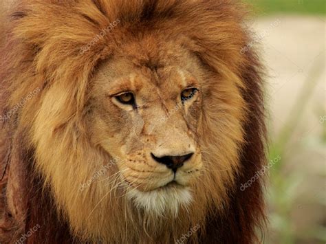 Lion Portrait — Stock Photo © Erllre 5961853
