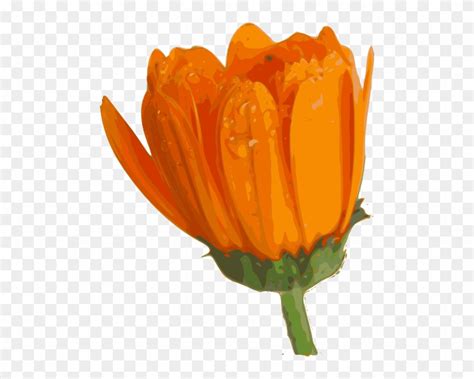 Orange Flower Clipart Animated Flower Blooming Flower Png  Free