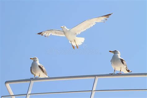 1608 Animal Ferry Stock Photos Free And Royalty Free Stock Photos From