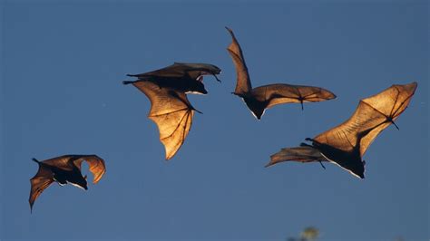 Types Of Pests We Remove Oakland County Mi My Bat Guy