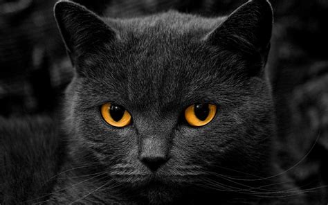 Wallpapers Black Cat Wallpaper Cave