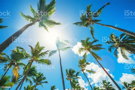 Coconuts Palm Tree Perspective View From Floor High Up Stock Photo