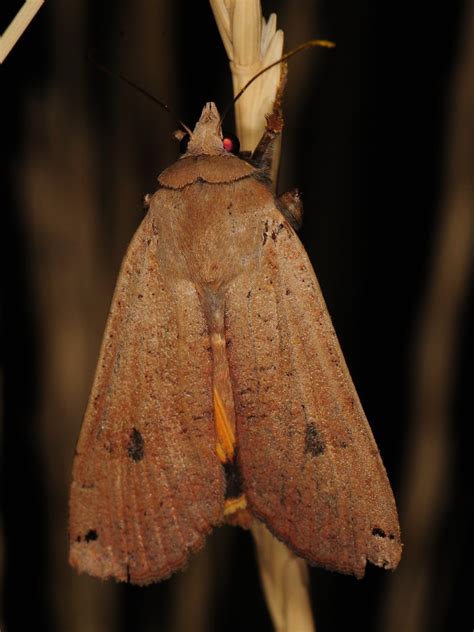 large yellow underwing common moth and butterflies of indiana · inaturalist