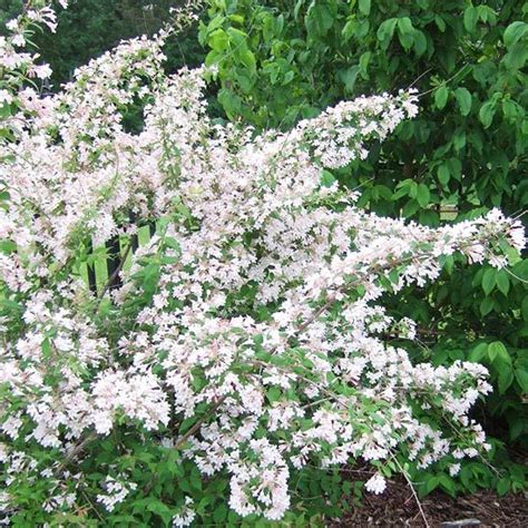 We did not find results for: Best Flowering Shrubs for Hedges | Flowering shrubs ...