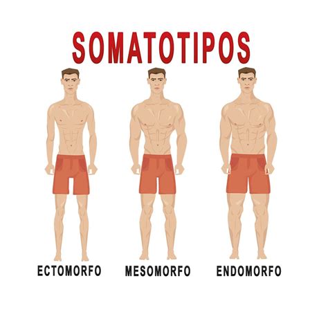 Ectomorfo Mesomorfo E Endomorfo Descubra Seu Biotipo Salud Porn Sex Picture