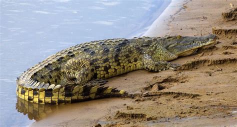 Nile Crocodile Wild Kratts Wiki Fandom