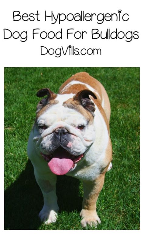 There are some dogs that people with allergies tend to have fewer problems with, but that doesn't mean the dog is. Best Hypoallergenic Dog Food For Bulldogs