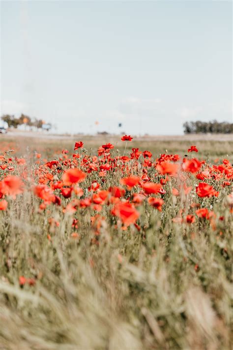 500 Poppy Pictures Hd Download Free Images On Unsplash