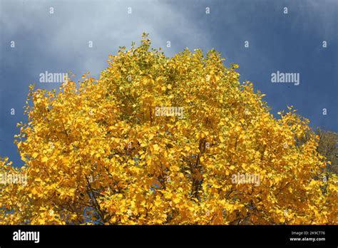 The Yellow Fall Colours Of The Tulip Poplar Tree Stock Photo Alamy